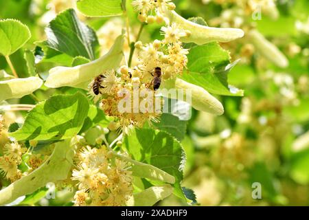 Deux abeilles pollinisent et collectent le nectar des fleurs de citron vert dans une lumière vive par une journée ensoleillée Banque D'Images