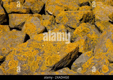 Xanthoria parietina, un lichen foliaire commun aux roches et aux arbres. Severn Beach, South Gloucestershire, Angleterre. Banque D'Images