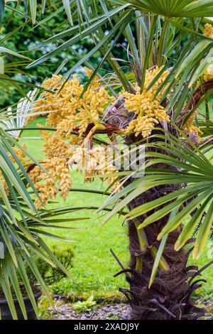 Palmier Chusan, Trachycarpus fortunei, mâle, en fleur. En culture, pays de Galles du Sud Banque D'Images