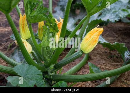 Plante de courgettes avec fleurs et courge dans le jardin Banque D'Images