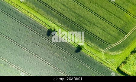 Image graphique d'une vue aérienne de champs et de deux arbres dans le Kent, Royaume-Uni. Banque D'Images