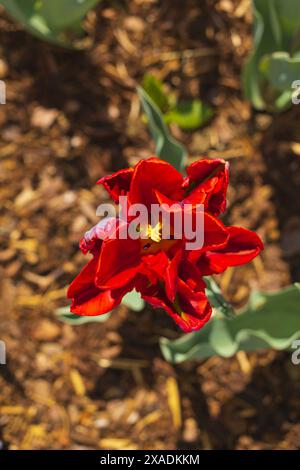 photographie en gros plan de vue de dessus d'une fleur de tulipe de perroquet rouge sur parterre de fleurs avec un fond flou Banque D'Images