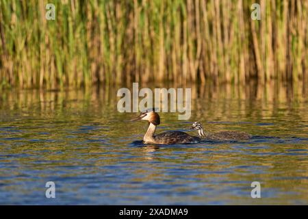 Great Crested Grebe (Podiceps cristatus) avec un poussin nageant sur un lac dans la réserve naturelle de Westhay Moor dans le Somerset, Royaume-Uni. Banque D'Images