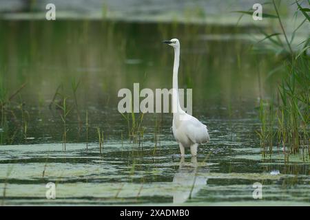 Great White Egret (Ardea alba) chasse dans les marais de la réserve naturelle du mur de Ham dans le Somerset Levels, Royaume-Uni. Banque D'Images