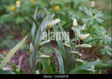 Natur Wilde Tulpe Wilde Tulpen Tulipa turkestanica, auch Turkestan-Tulpe oder Gnomen-Tulpe genannt, mit geschlossenen Blueten. Die Blueten oeffnen sich nur, wenn sie sonne bekommen. 12.3.2024 *** nature Tulipe sauvage Tulipe sauvage Tulipa turkestanica , également appelée tulipe du Turkestan ou tulipe gnome, avec des fleurs fermées les fleurs ne s'ouvrent que lorsqu'elles obtiennent le soleil 12 3 2024 Banque D'Images