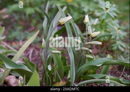 Natur Wilde Tulpe Wilde Tulpen Tulipa turkestanica, auch Turkestan-Tulpe oder Gnomen-Tulpe genannt, mit geschlossenen Blueten. Die Blueten oeffnen sich nur, wenn sie sonne bekommen. 12.3.2024 *** nature Tulipe sauvage Tulipe sauvage Tulipa turkestanica , également appelée tulipe du Turkestan ou tulipe gnome, avec des fleurs fermées les fleurs ne s'ouvrent que lorsqu'elles obtiennent le soleil 12 3 2024 Banque D'Images