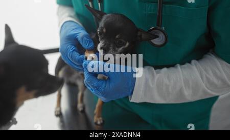 Un homme dans une clinique vétérinaire examine deux chiens chihuahua avec des mains bleues gantées, en se concentrant sur leurs pattes pendant qu'ils se tiennent debout sur une table à l'intérieur. Banque D'Images