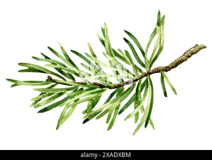Branche sapin. Illustration d'aquarelle dessinée à la main, isolée sur fond blanc Banque D'Images