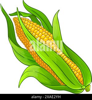 Illustration détaillée de maïs sur épi de couleur Illustration de Vecteur