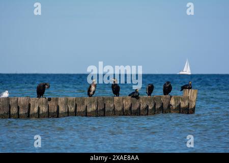 Cormorans (Phalacrocoracidae) assis sur un groyne en bois, en arrière-plan un voilier, sur la côte de la mer Baltique sur l'île de Poel près de Timmendo Banque D'Images