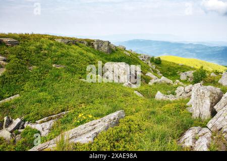 paysage montagneux avec des pierres et des rochers sur les prairies vallonnées herbeuses. paysage alpin des carpates ukrainiennes en été. mnt. runa a aussi appelé Banque D'Images