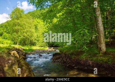 paysage montagneux des carpates avec rivière serpentant à travers la vallée. forêt de hêtres le long de la rive d'un ruisseau d'eau par une journée ensoleillée. scénographe montagneux Banque D'Images