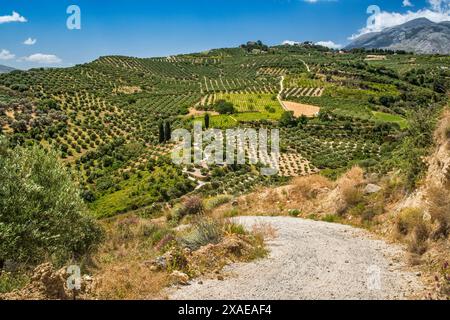 Vergers d'oliviers près du village d'Agios Myronas, près d'Héraklion, près du plateau de Livada, Géoparc de Psiloritis, Crète centrale, Grèce Banque D'Images