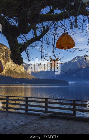 Photographie d'un grand vieil arbre sur le lac de montagne alpine de la rive de Hallstatt, décoré de lanternes en papier orange Banque D'Images