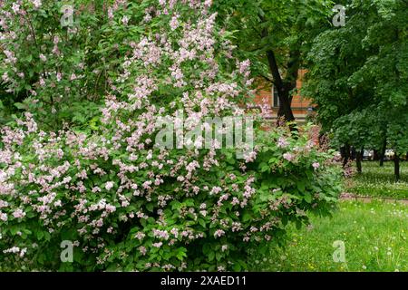 Syringa meyeri Palibin, lilas coréen. Fleur rose lilas. Bouquet de fleurs lilas. Banque D'Images