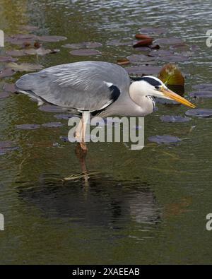 Heron gris (Ardea cinerea) attrapant des mouches à oeil sombre peut-être récupéré de la grippe aviaire Norfolk avril 2024 Banque D'Images