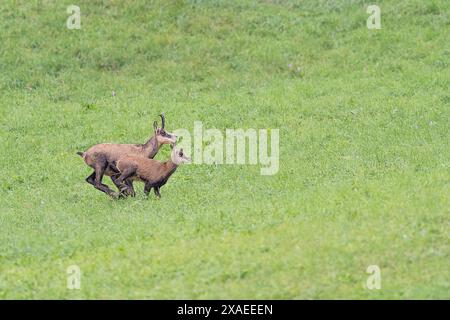 Mère et fille, chamois alpin femelles dans la saison estivale (Rupicapra rupicapra) Banque D'Images