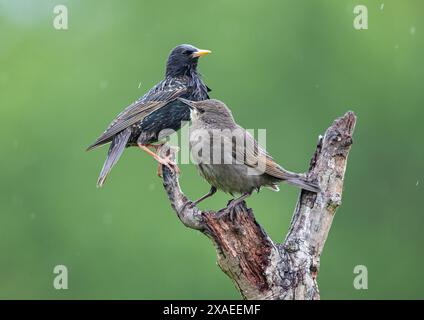 Un Starling juvénile affamé (Sturnus vulgaris) a récemment envolé attendant que sa mère soggy le nourrisse. Perché sous la pluie. Kent, Royaume-Uni Banque D'Images