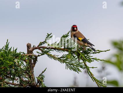 Un orfèvre coloré (Carduelis carduelis) perché dans quelques arbres Leylandii Kent, Royaume-Uni Banque D'Images