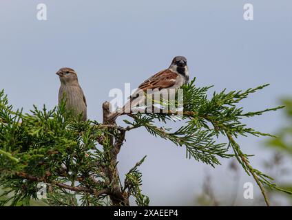 Une paire de moineaux de maison ( passer domesticus) mâle et femelle perchés dans certains arbres Leylandii . Kent , Royaume-Uni Banque D'Images