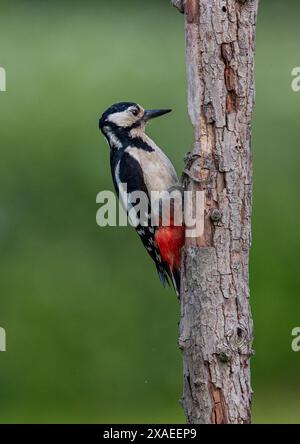 Un grand pic tacheté (Dendrocopos Major) assis debout sur un tronc d'arbre montrant son merveilleux plumage rouge, noir et blanc. Kent, Royaume-Uni Banque D'Images