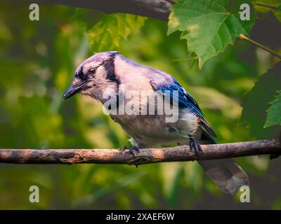 Gros plan d'un jay bleu perché sur une brindille sur un fond vert naturel flou Banque D'Images