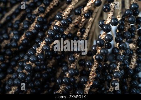 Grappe de fruits de baies d'Acai en gros plan dans la forêt amazonienne, au Brésil pendant la récolte. Mise au point sélective. Concept de nourriture, biodiversité, écologie, environnement Banque D'Images