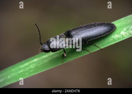 Gros plan d'un scarabée (peut-être genre Haplotarsus) sur une feuille mince équilibre, macrophotographie, insectes, coléoptères, biodiversité, nature Banque D'Images