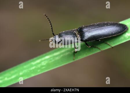 Gros plan d'un scarabée (peut-être genre Haplotarsus) sur une feuille mince équilibre, macrophotographie, insectes, coléoptères, biodiversité, nature Banque D'Images