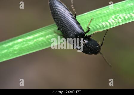 Gros plan d'un scarabée (peut-être genre Haplotarsus) sur une feuille mince équilibre, macrophotographie, insectes, coléoptères, biodiversité, nature Banque D'Images