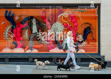 Londres, Royaume-Uni. 6 juin 2024. Une femme portant un sac All Saints promène cinq chiens (Pooches) devant les boutiques de luxe dans le bâtiment Time Life à Bond Street. Crédit : Guy Bell/Alamy Live News Banque D'Images