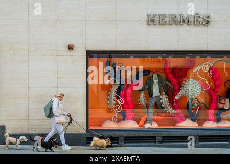 Londres, Royaume-Uni. 6 juin 2024. Une femme portant un sac All Saints promène cinq chiens (Pooches) devant les boutiques de luxe dans le bâtiment Time Life à Bond Street. Crédit : Guy Bell/Alamy Live News Banque D'Images