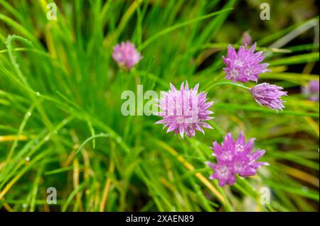 Vue rapprochée des fleurs de ciboulette (Allium schoenoprasum), une plante herbacée comestible commune photographiée à la fin du printemps dans un jardin du Sussex, en Angleterre. Banque D'Images