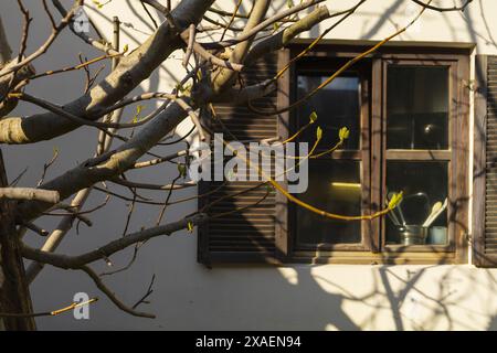 photographie d'un figuier printanier devant une fenêtre de cuisine en bois avec volets ouverts Banque D'Images