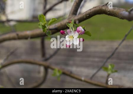 photographie rapprochée d'une fleur de pommier et de feuilles vertes sur une branche d'arbre Banque D'Images