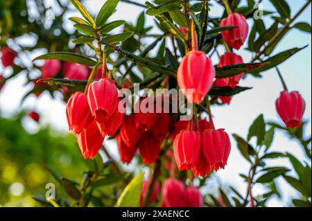 Gros plan des fleurs décoratives rose carmin de l'arbre lanterne chilien (Crinodendron hookerianum) dans un jardin dans le Sussex de l'Ouest, en Angleterre. Banque D'Images