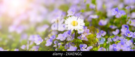 Frühlingswiese mit Blumen Bunte Frühlingswiese mit Textraum und vielen Blumen im Gegenlicht der sonne - FOTOMONTAGE *** Prairie printanière avec fleurs Col Banque D'Images