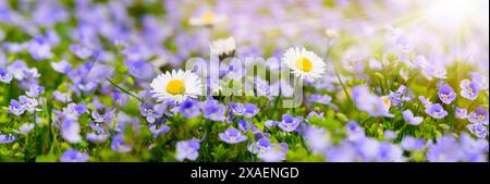 Frühlingswiese mit Blumen Bunte Frühlingswiese mit Textraum und vielen Blumen im Gegenlicht der sonne - FOTOMONTAGE *** Prairie printanière avec fleurs Col Banque D'Images