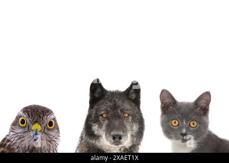 animaux avec des yeux jaunes isolés sur fond blanc Banque D'Images