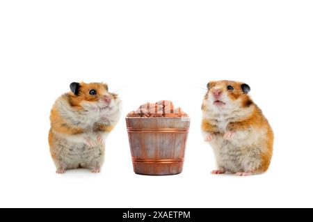 hamster debout sur ses pattes arrière isolé sur fond blanc Banque D'Images