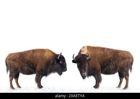 deux bisons se tiennent dans la neige isolés sur un fond blanc. Banque D'Images