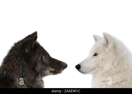 loup canadien et loup polaire isolés sur fond blanc Banque D'Images
