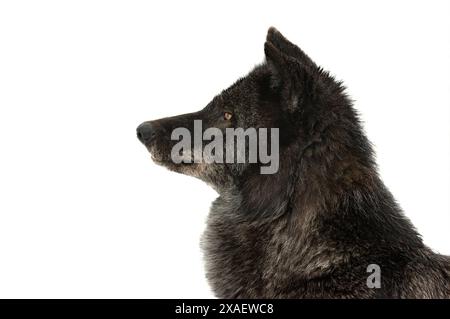 portrait de loup noir canadien isolé sur fond blanc Banque D'Images
