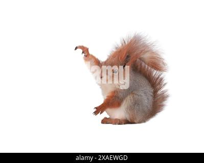 écureuil avec pattes relevées isolé sur fond blanc. entre les pattes, les écureuils ont de l'espace pour insérer divers objets Banque D'Images