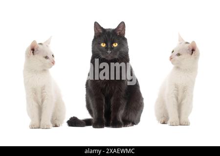 chats blancs et chat noir isolés sur fond blanc Banque D'Images