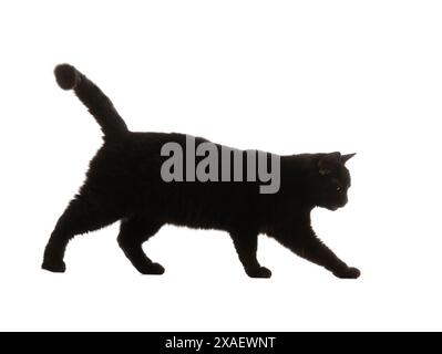 chat noir marchant sur un fond blanc Banque D'Images