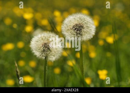 Deux pissenlits sont debout dans un champ de fleurs jaunes. Les pissenlits sont petits et blancs, et ils sont entourés d'une zone herbeuse verte. Concept Banque D'Images