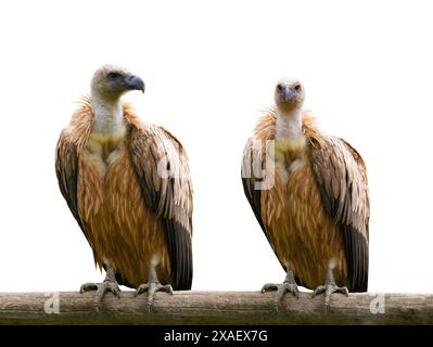 deux vautours griffon (gyps fulvus) assis sur une branche d'arbre isolé sur fond blanc Banque D'Images