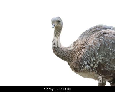 portrait d'autruche (rhea pennat) de profil isolé sur fond blanc Banque D'Images