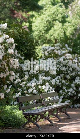 un banc en bois debout dans un parc pour se détendre parmi un rhododendron en fleurs Banque D'Images